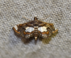 Agassiziella picalis