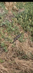 Egernia kingii