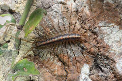Scutigeromorpha