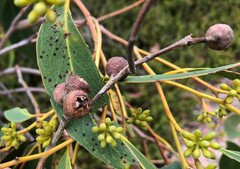 Eucalyptus arenacea