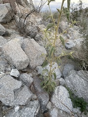 Horsfordia newberryi