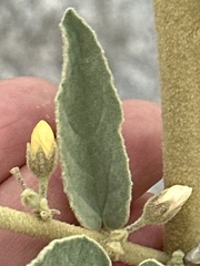 Horsfordia newberryi