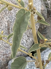 Horsfordia newberryi