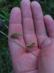 Carex cherokeensis