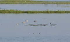 Nettapus coromandelianus