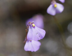 Utricularia barkeri