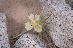 Mohavea confertiflora