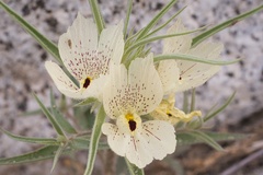 Mohavea confertiflora