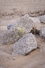Mohavea confertiflora