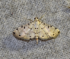 Pycnarmon cribrata
