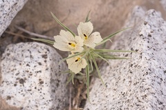 Mohavea confertiflora