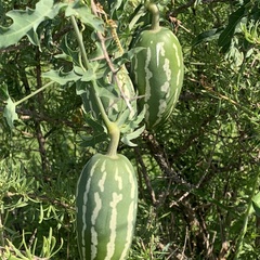 Coccinia sessilifolia