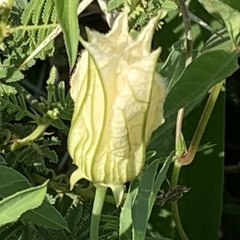 Coccinia sessilifolia