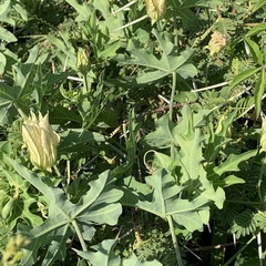 Coccinia sessilifolia