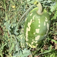 Coccinia sessilifolia
