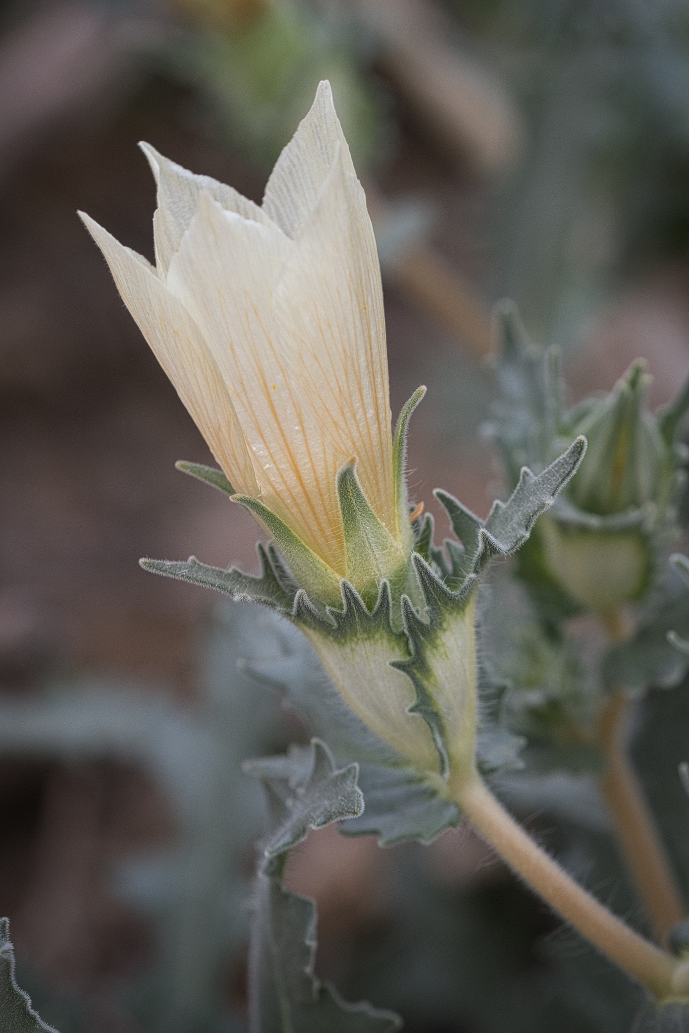 Mentzelia involucrata