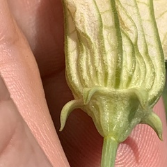 Coccinia sessilifolia