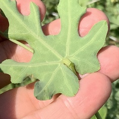 Coccinia sessilifolia