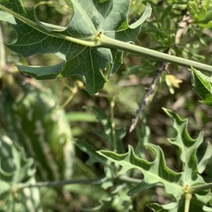 Coccinia sessilifolia