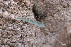 Astrolepis cochisensis