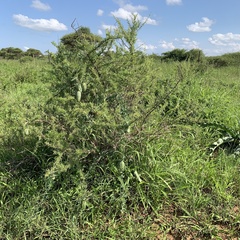 Coccinia sessilifolia