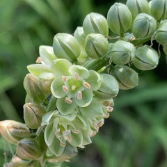 Albuca virens virens