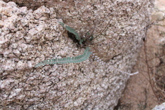 Astrolepis cochisensis