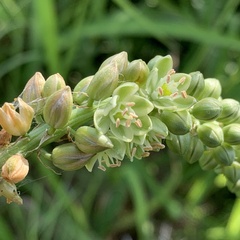 Albuca virens virens