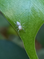 Phintelloides versicolor