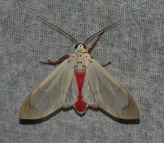 Amerila astreus