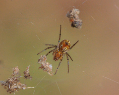 Nephilengys malabarensis