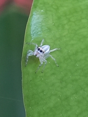 Phintelloides versicolor