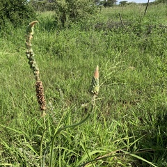 Albuca virens virens