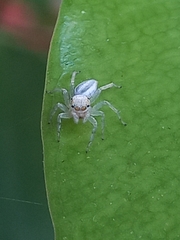 Phintelloides versicolor