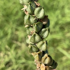 Albuca virens virens