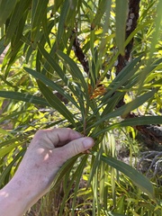 Persoonia longifolia