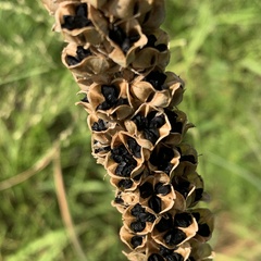 Albuca virens virens