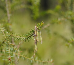 Acacia verticillata