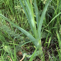 Albuca virens virens