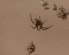 Nephilengys malabarensis