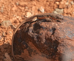 Pedioplanis lineoocellata