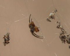 Nephilengys malabarensis