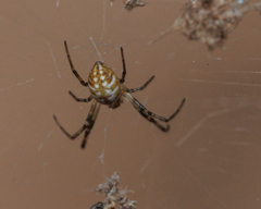 Nephilengys malabarensis