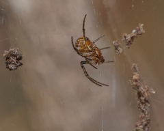 Nephilengys malabarensis