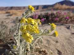 Baileya pauciradiata