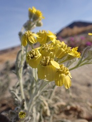 Baileya pauciradiata