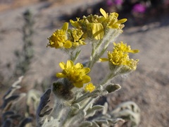 Baileya pauciradiata