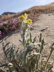 Baileya pauciradiata