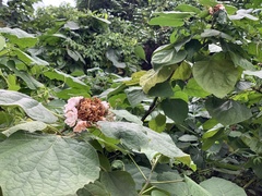Clerodendrum chinense