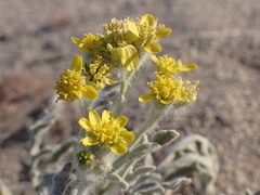 Baileya pauciradiata